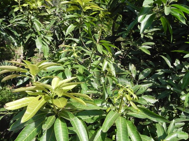 Article Importance Of Mango Leaf In Hindusim By Mithun Article Importance Of Mango Leaf In Hindusim By Mithun