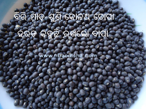 Odia Dhaga Dhamali