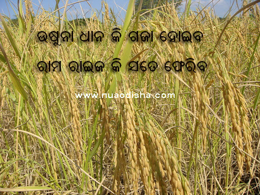 Odia Dhaga Dhamali