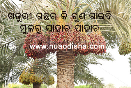 Odia Dhaga Dhamali