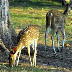 Bhitara Kanika, Kendrapara, Odisha