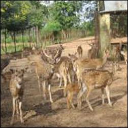 Deer Park,Nabarangpur,Odisha