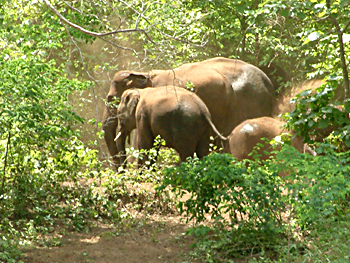 Ushakothi,Sambalpur,Odisha