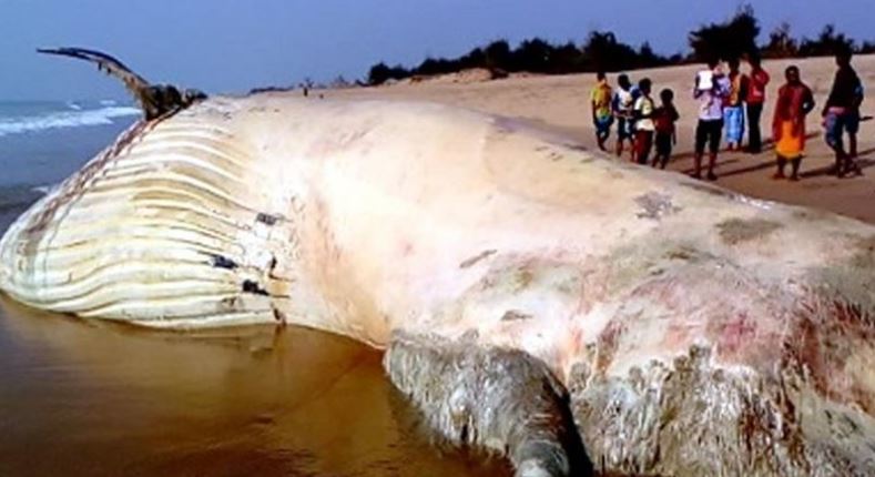 42 Feet Long Whale Found Dead on Puri Beach in Odisha-2016