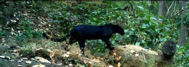Black Panther Spotted in Odisha’s Sundergarh Forest First Time-2018