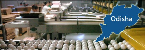 Japan’s Top Egg Producer Keen to Invest $275 Million in Odisha-2018