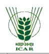 Job Openings in Indian Institute of Rice Research-may-2018