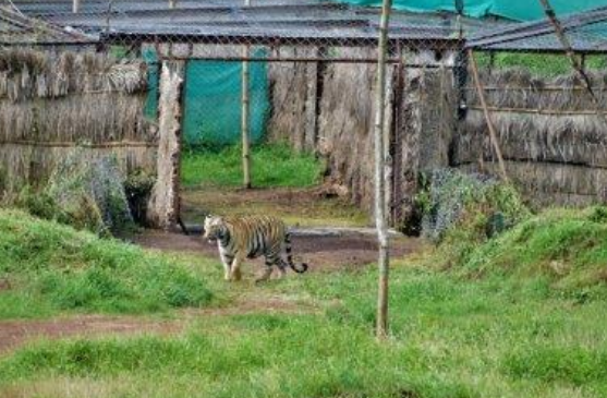 Tigress Sundari released into Satkosia Tiger Reserve-2018