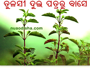 Odia Dhaga Dhamali