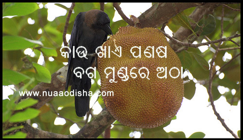 Odia Dhaga Dhamali