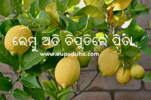 Odia Dhaga Dhamali