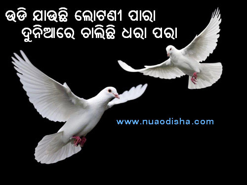 Odia Dhaga Dhamali