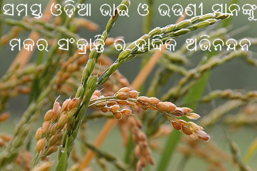 Happy Makara Sankranti Odia Images Greeting Cards 2024