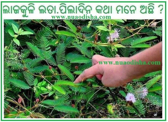 Odia Facebook  Questions Puzzles Pictures, Images and Photos