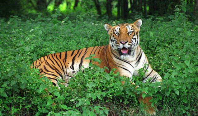 similipal reserve forest mayurbhanj, odisha