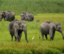 chandaka elephant reserve forest, khurda