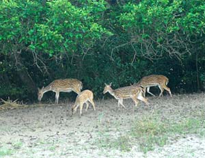 odisha wild life deers